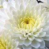 Crizantema, floarea de aur a toamnei Crizantema, floarea de aur a toamnei